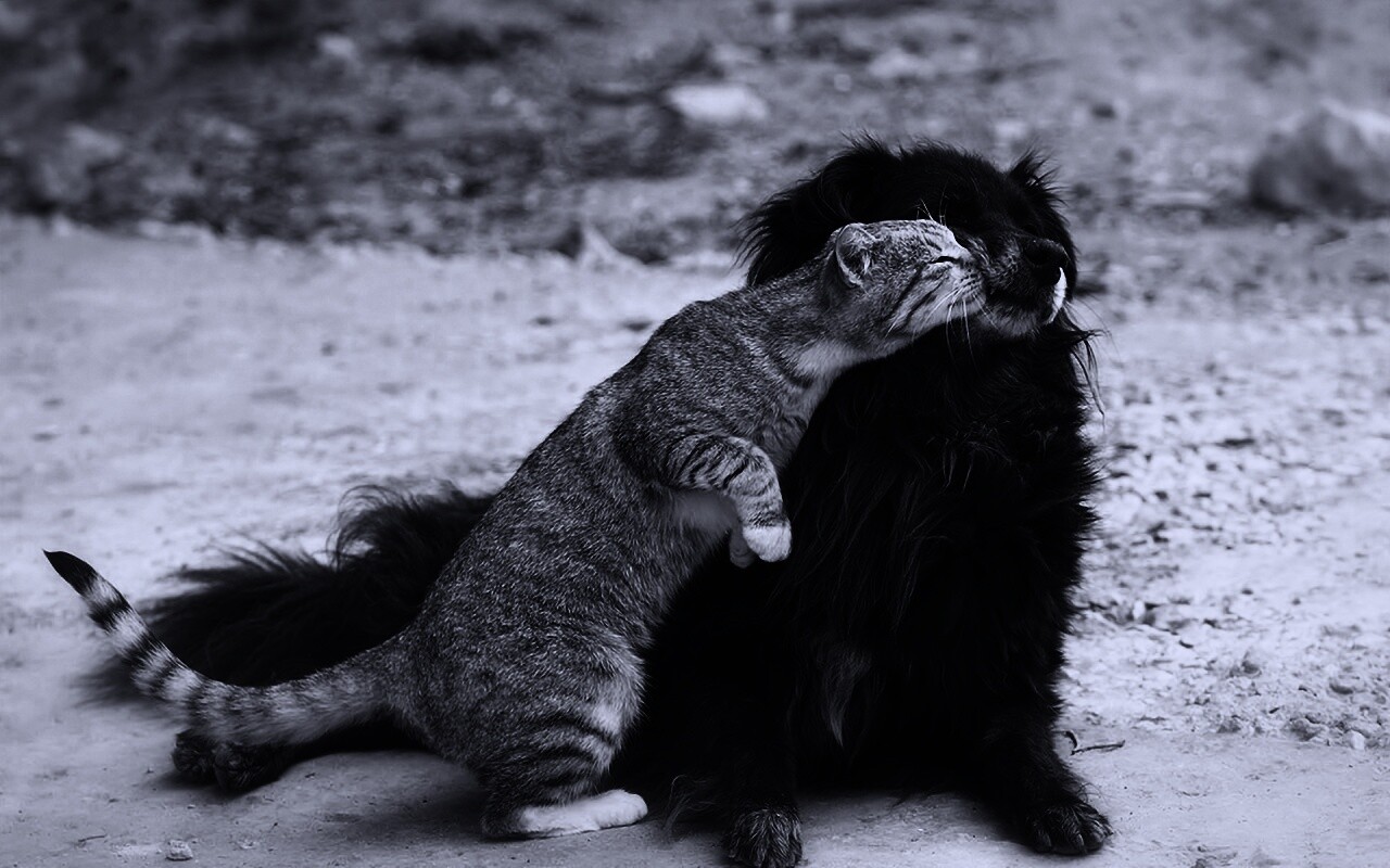 Поцелуй кошки и собаки обои