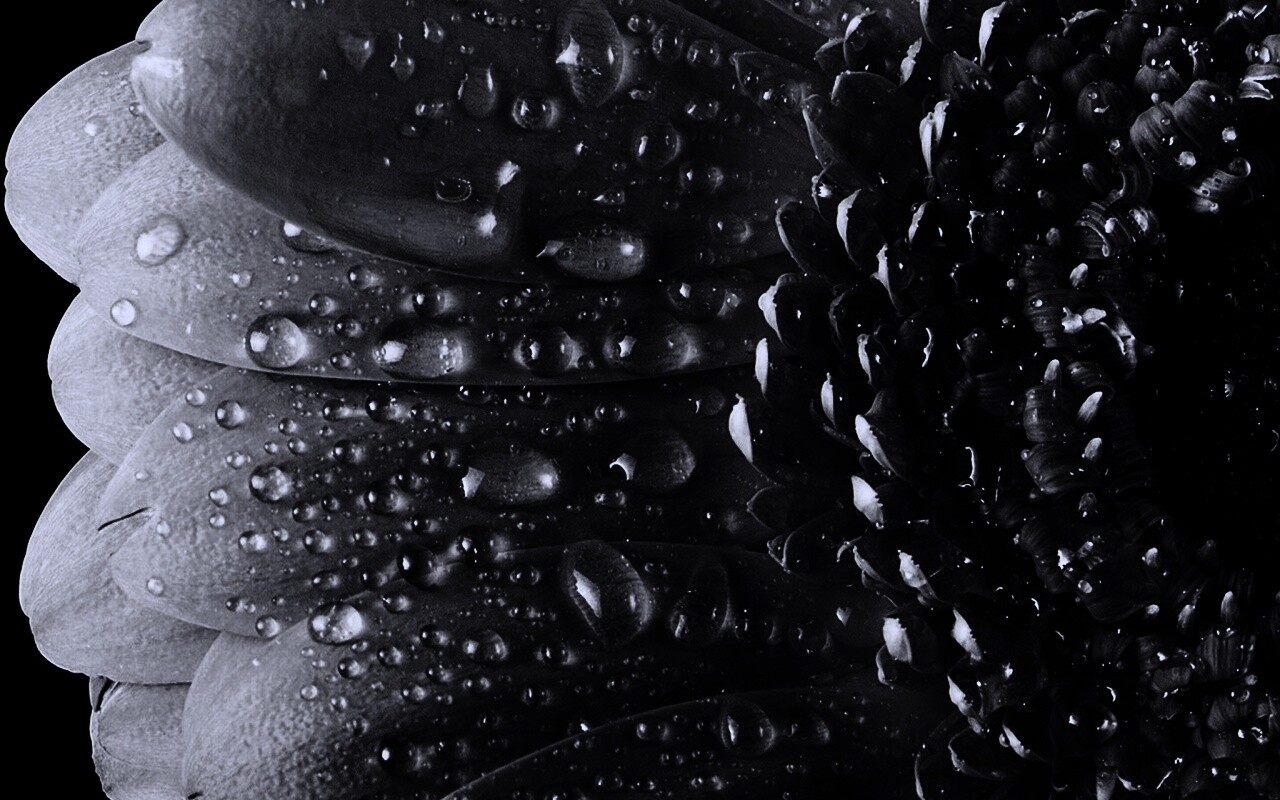 Капли на лепестках гербера обои