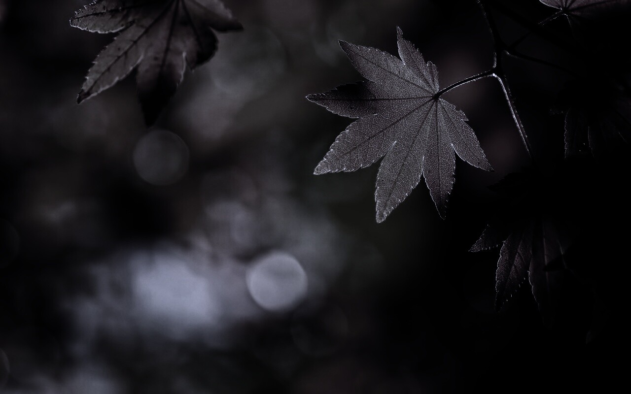 Осенние листья обои