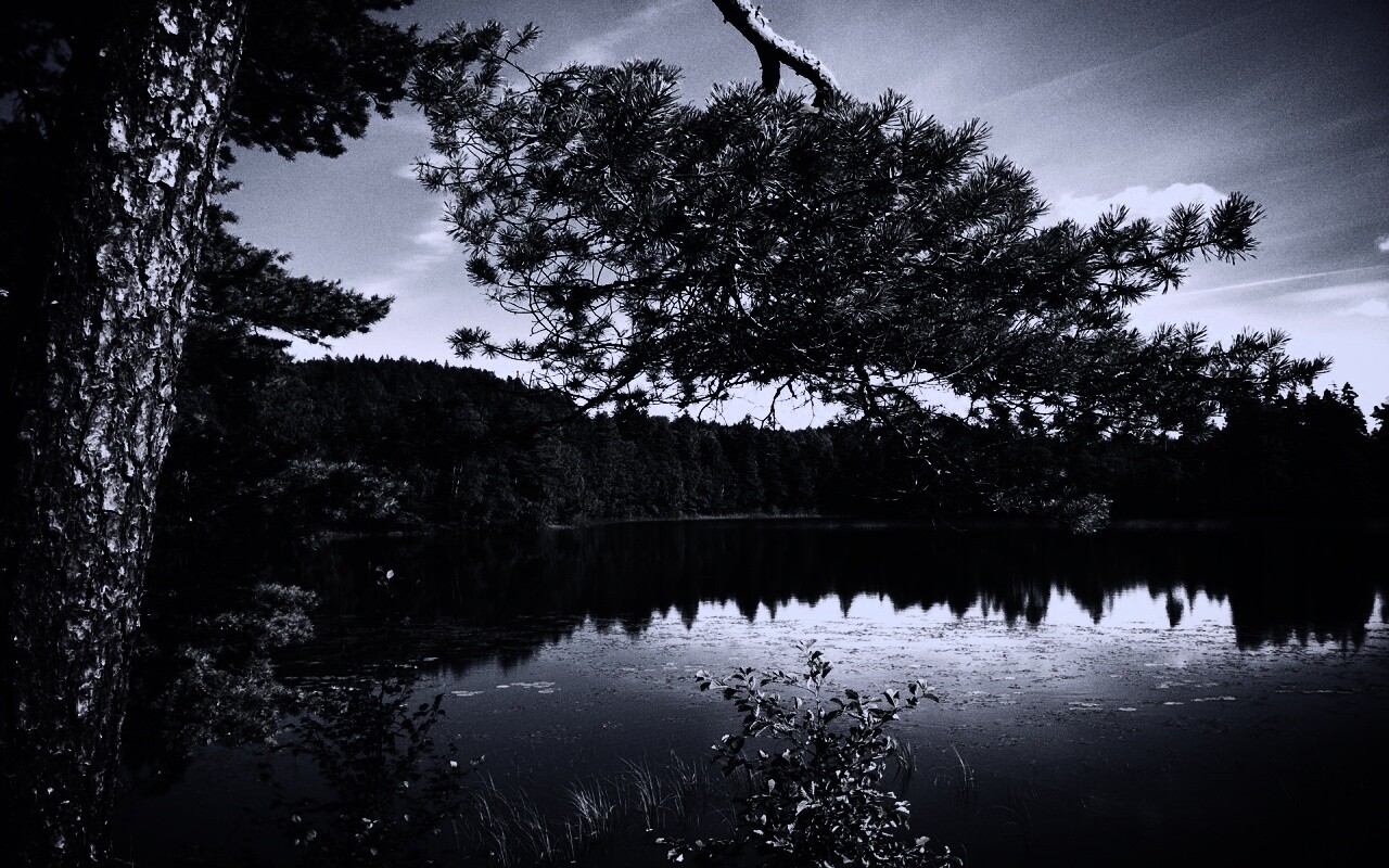 Ветка сосны над озером обои