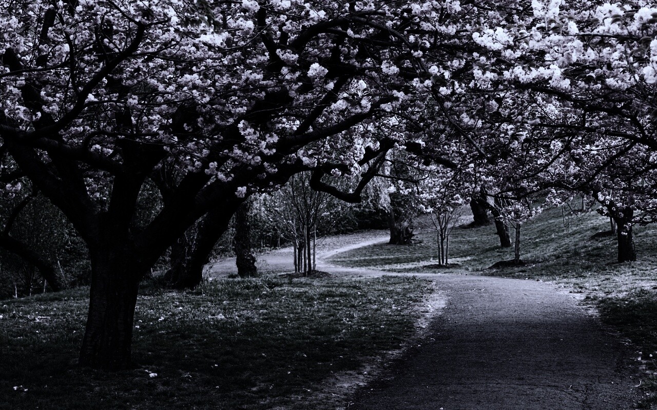 Дорожка между деревьями обои