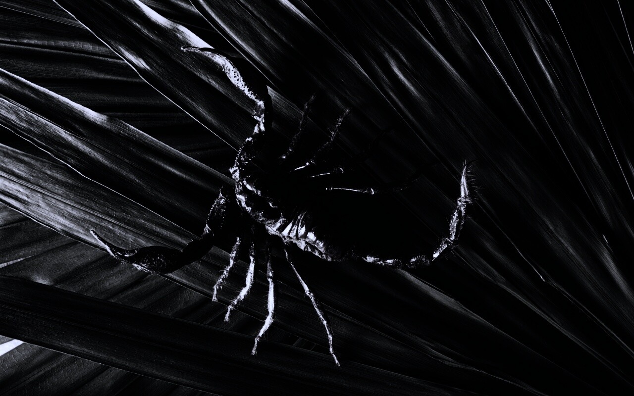 Скорпион на траве обои