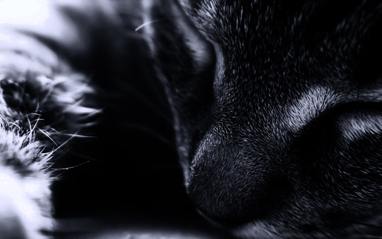 Мордочка кота обои