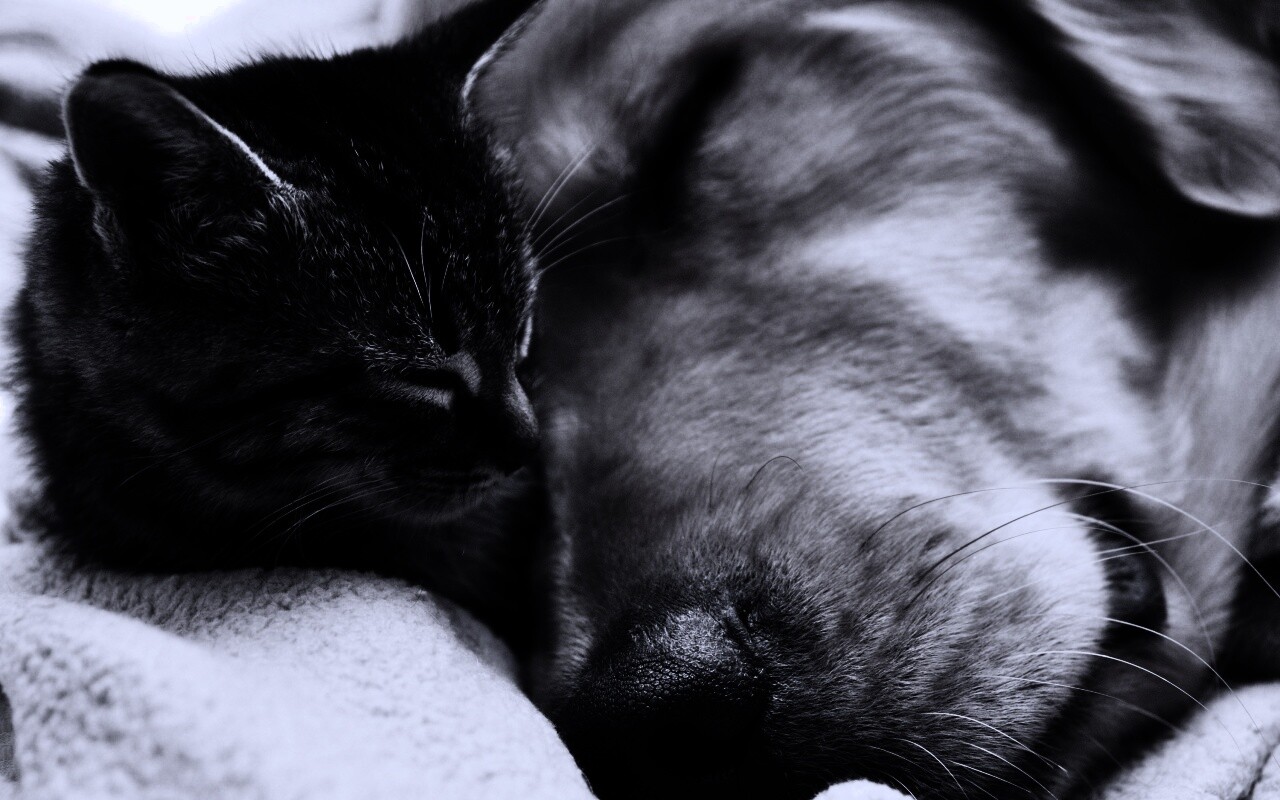 Кошка спит с собакой обои