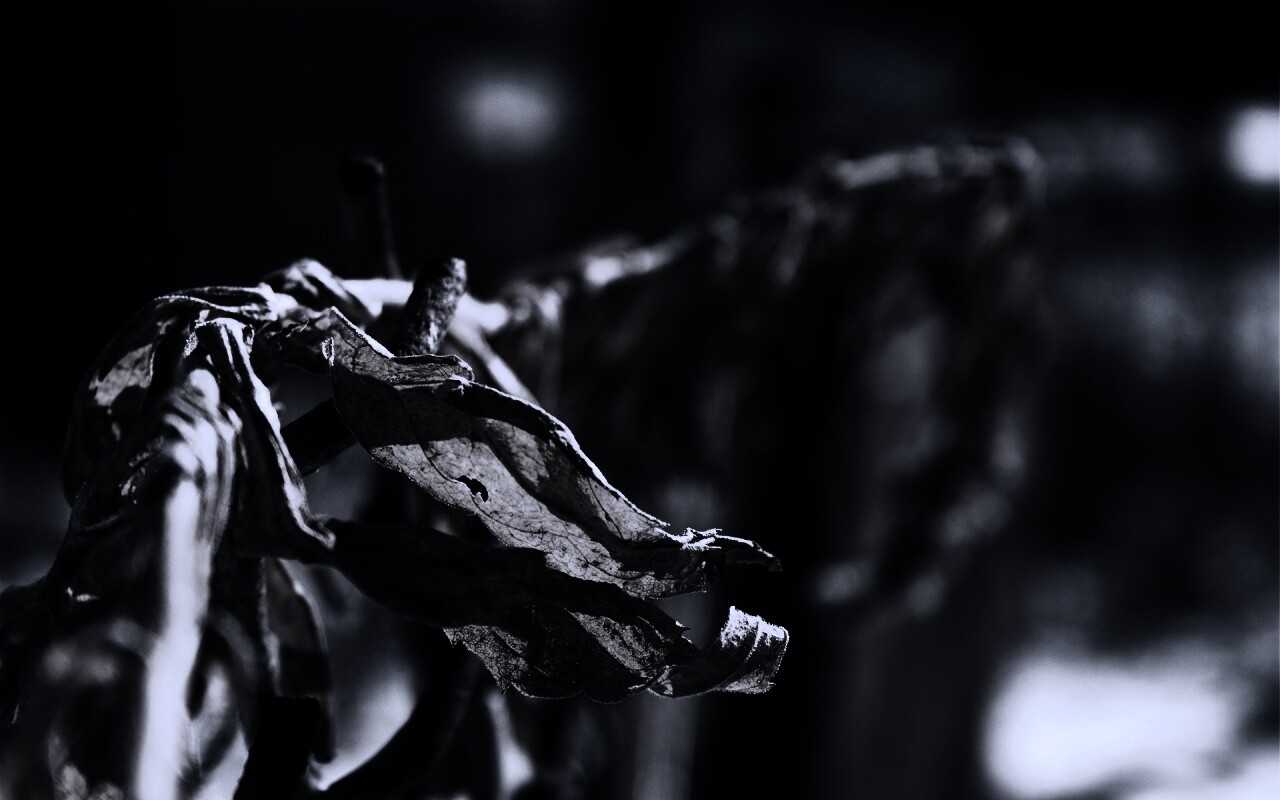 Сухие листья на железном заборе обои