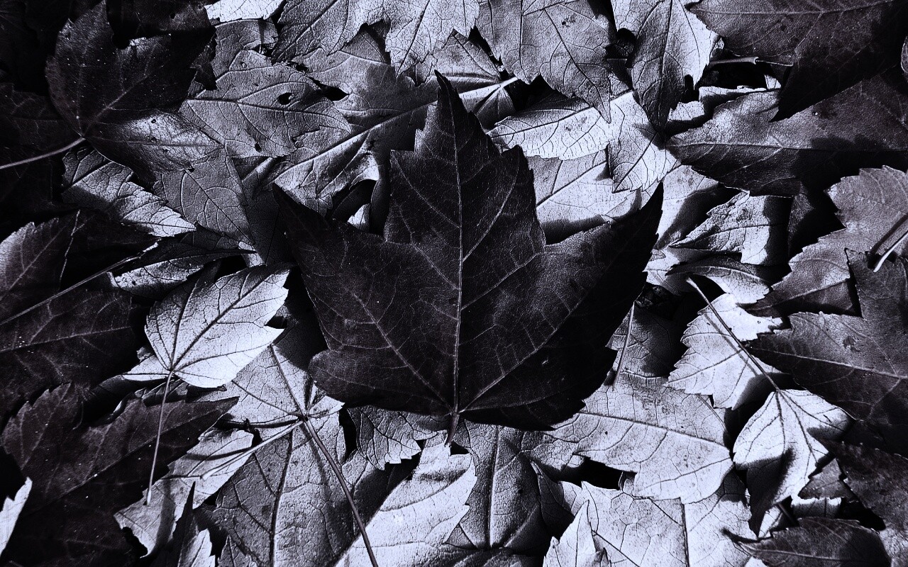 Флаг Канады из листьев обои