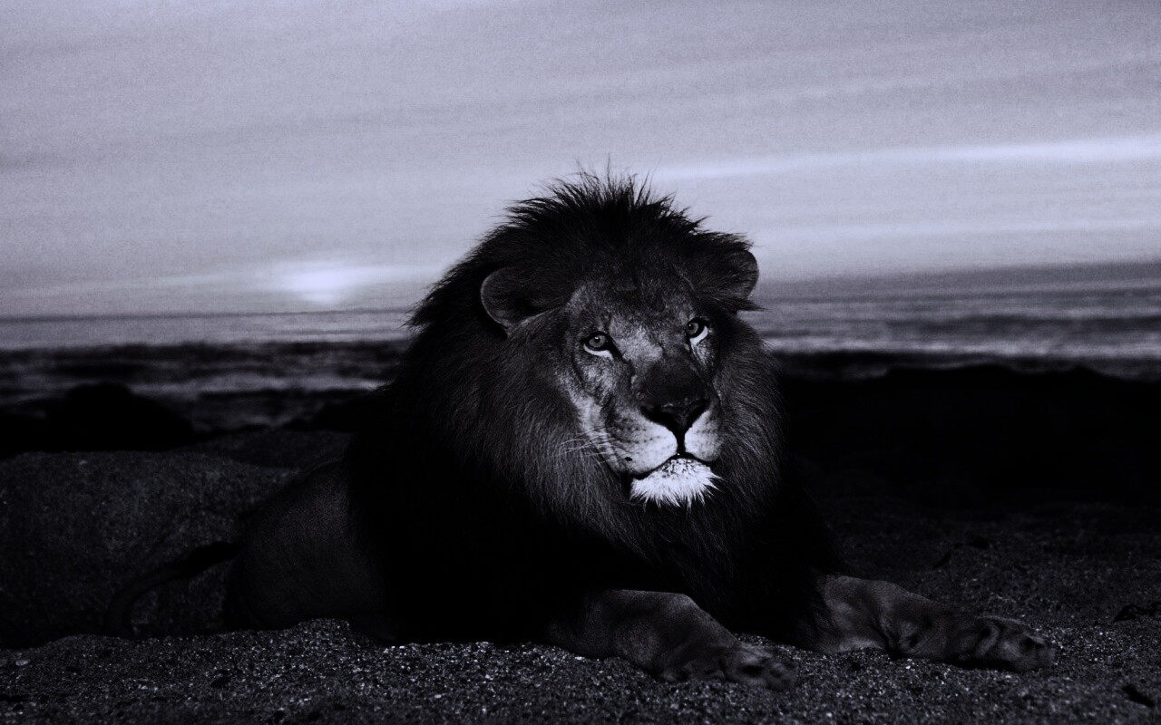 Лев на берегу океана обои