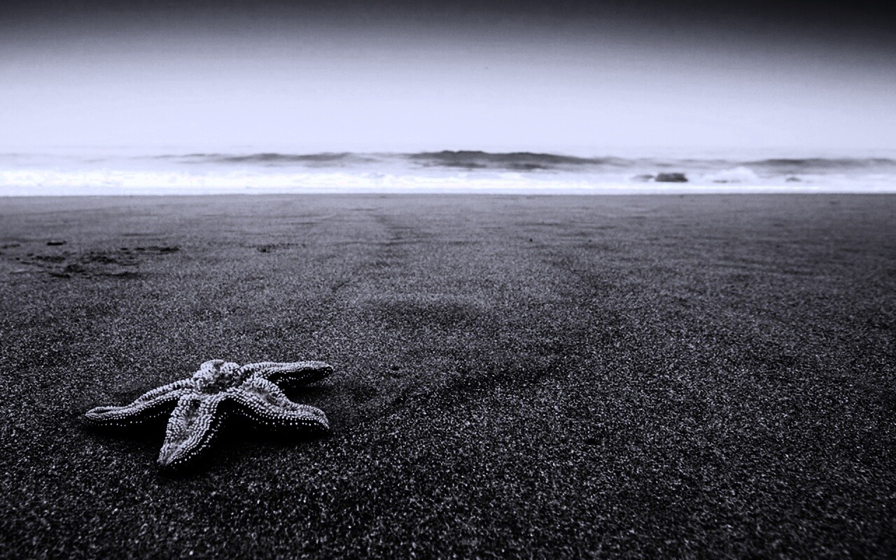 Морская звезда на бесконечном пляже обои