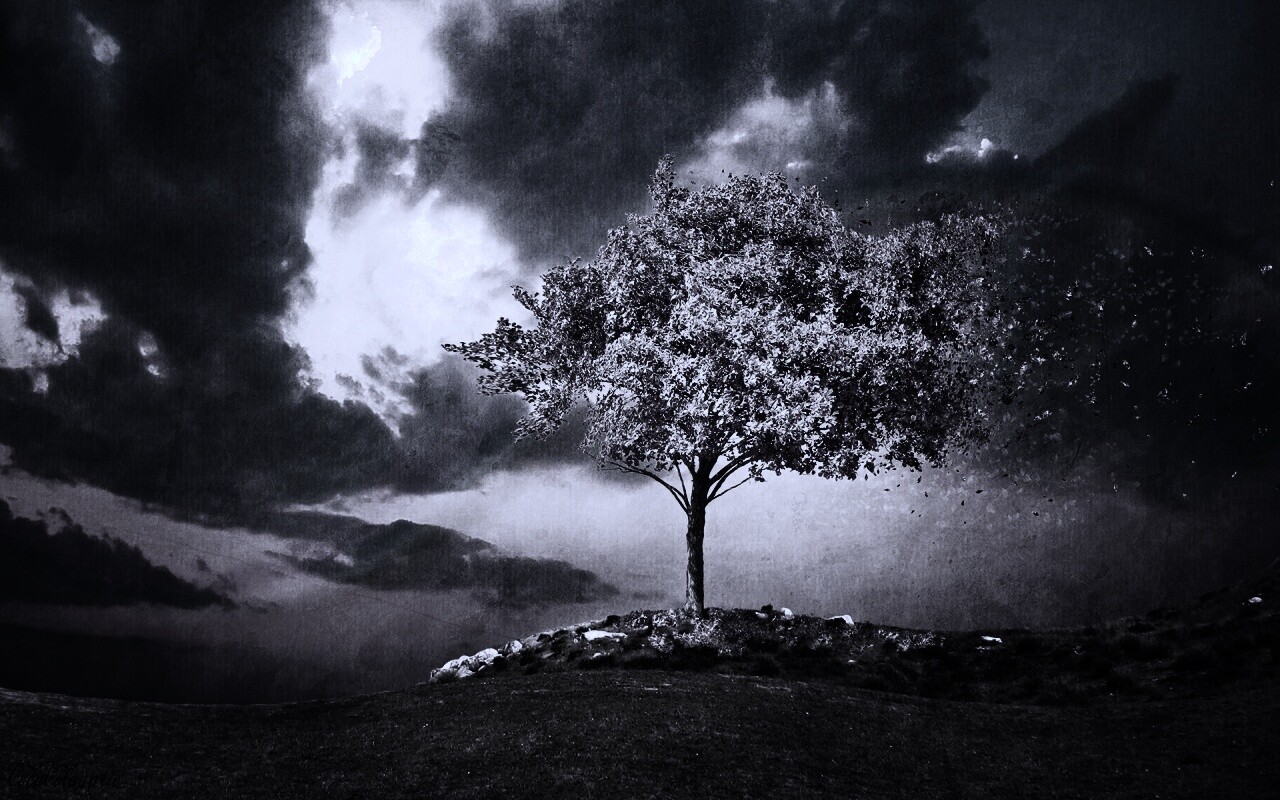 Одинокое цветущее дерево обои