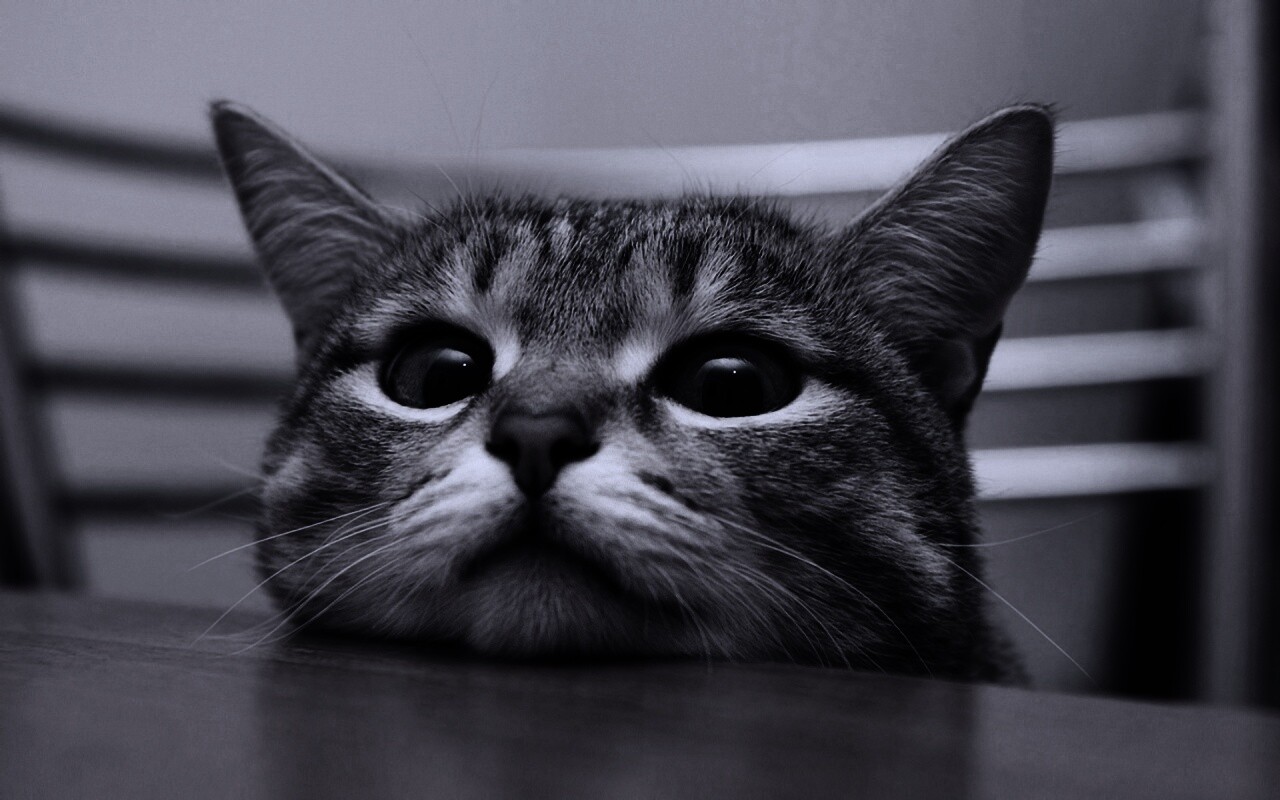 Любопытный котейка обои