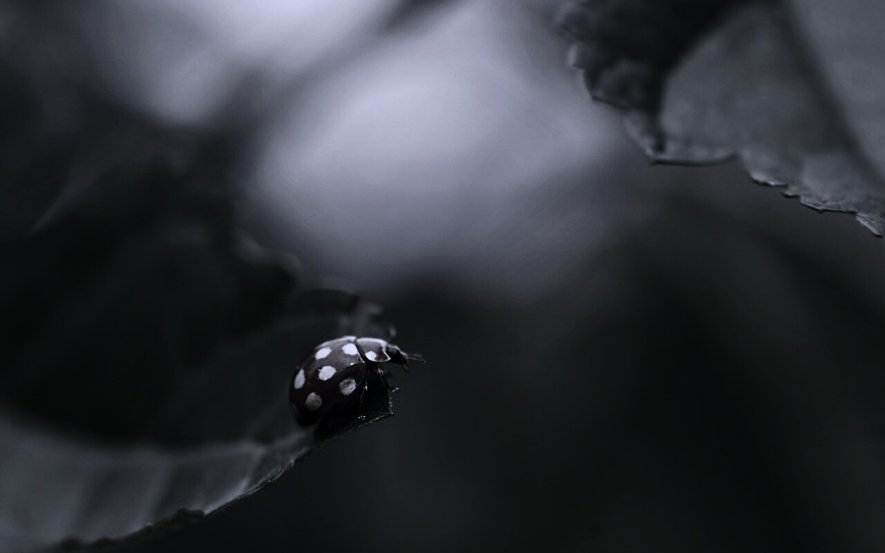 Божья коровка обои