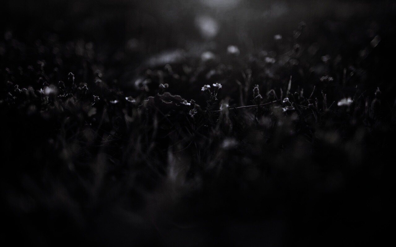 Полевые цветы в закатном солнце обои