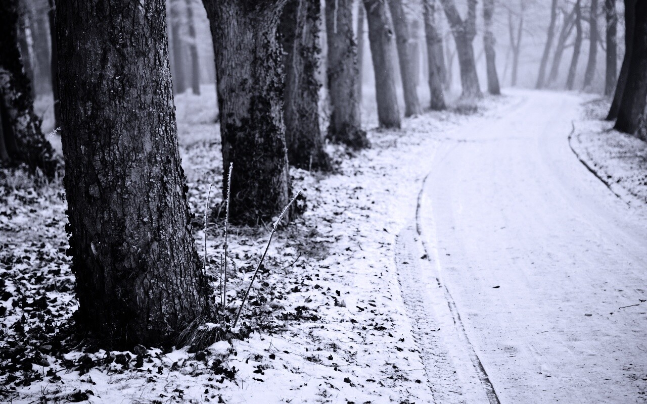 Дорога в зимнем лесу обои