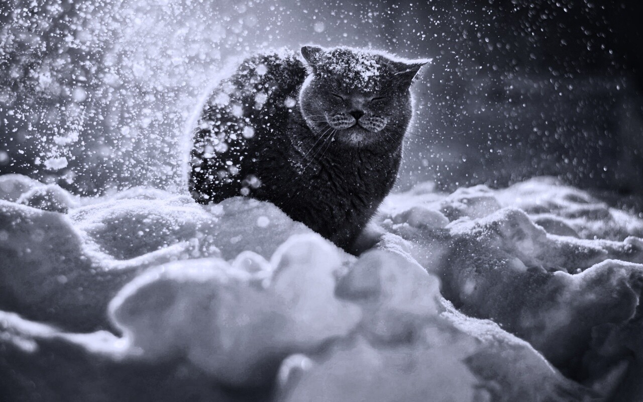 Британце в снегу обои