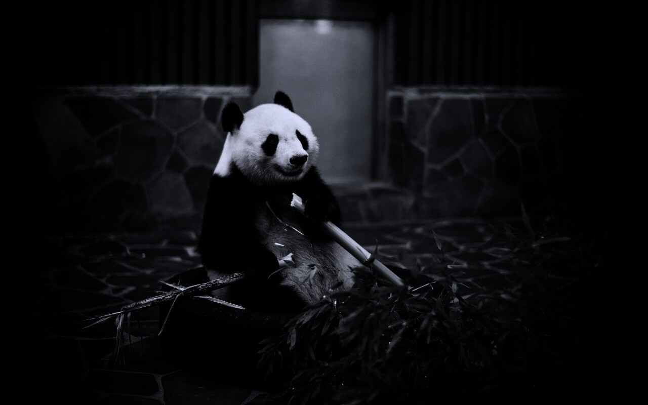 Панда точит бамбук обои