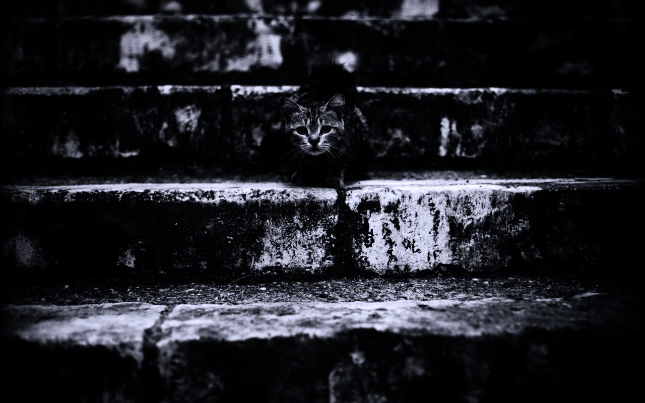 Растрепанная кошка на ступеньках лестницы обои