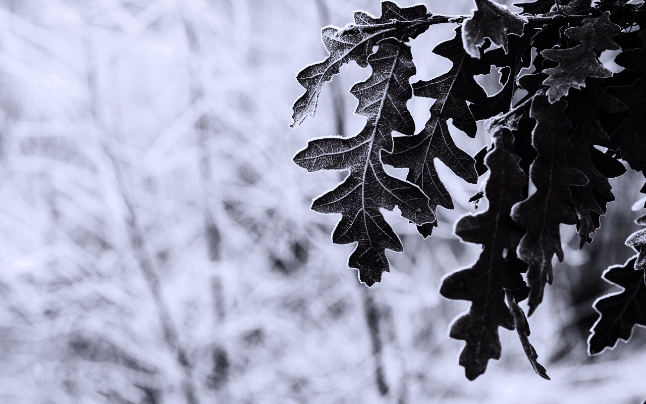 Дубовые листья обои