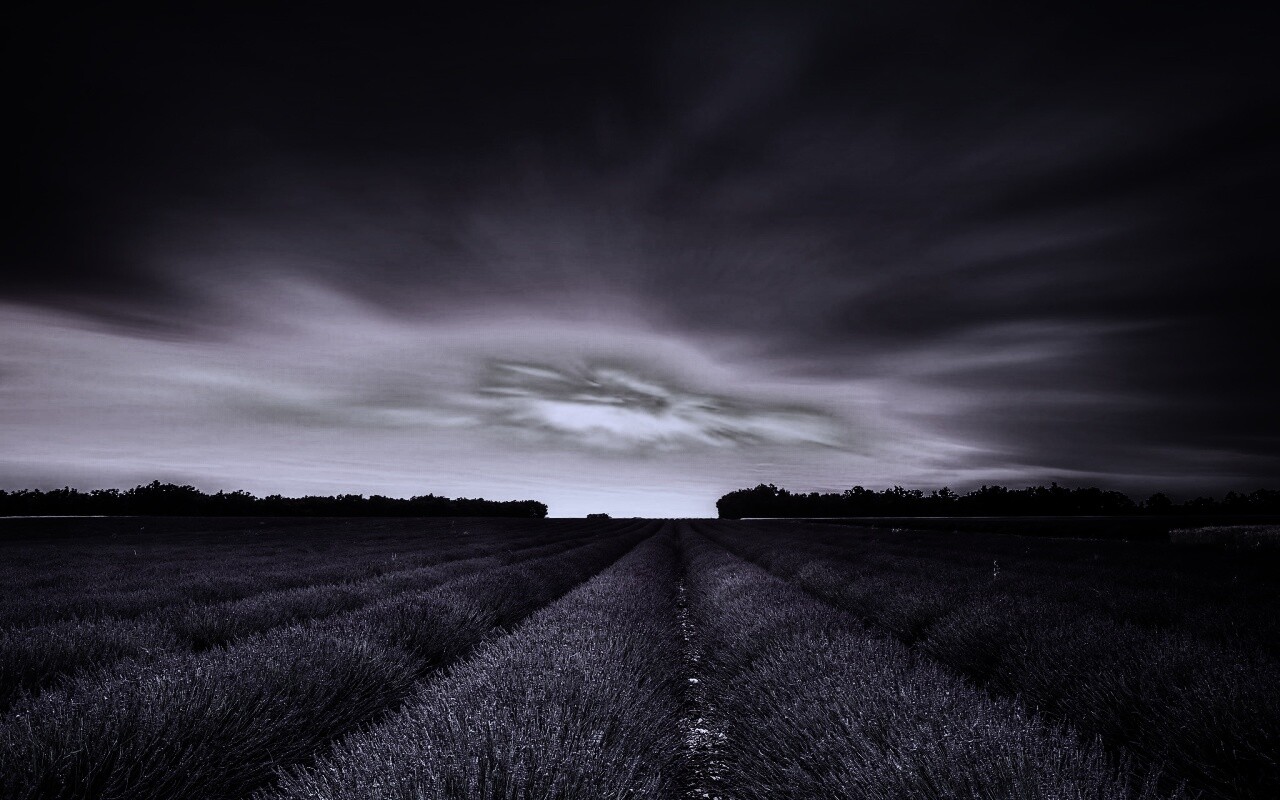 Поле фиолетовых цветов на закате обои