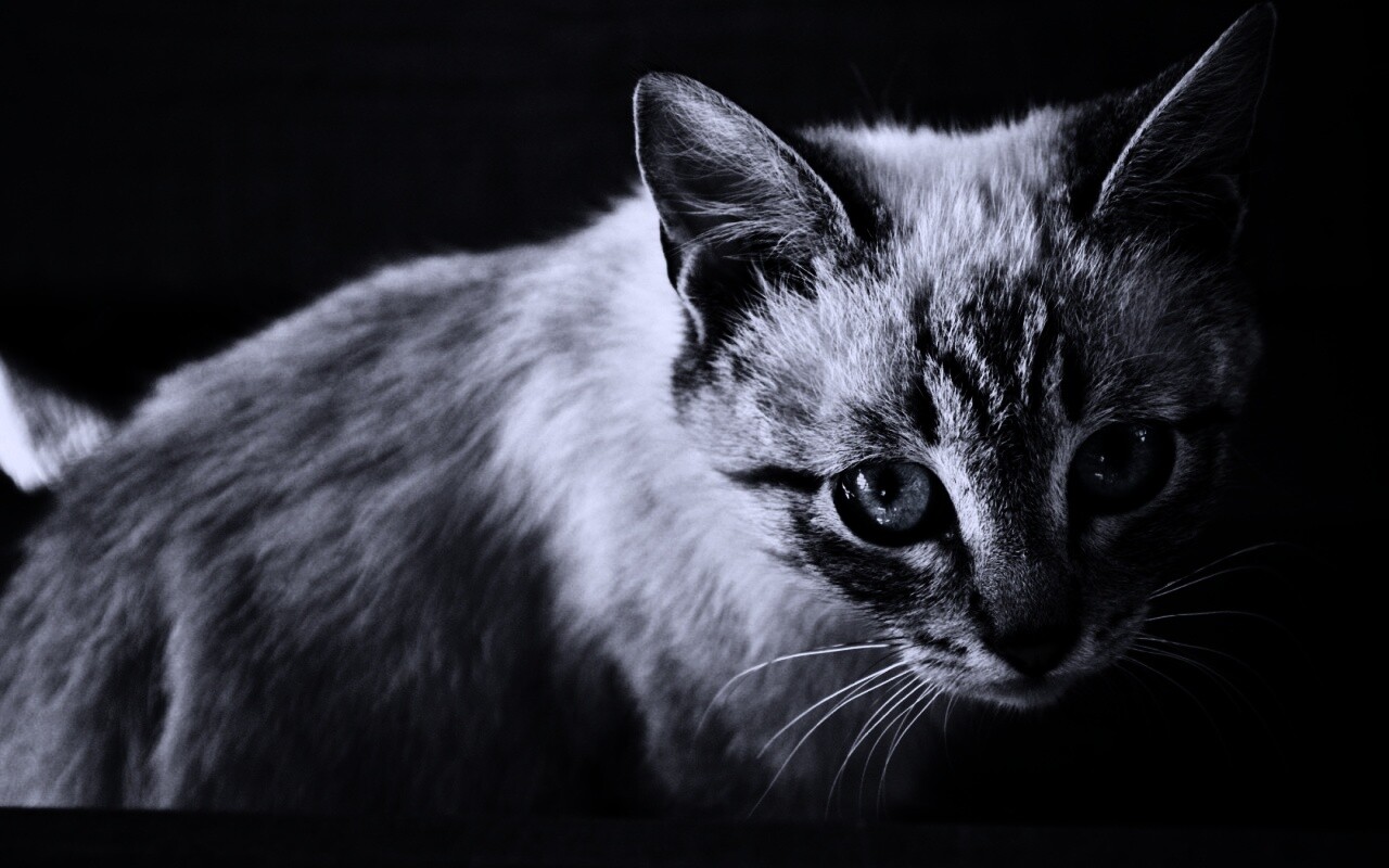 Котенок с синими глазами обои