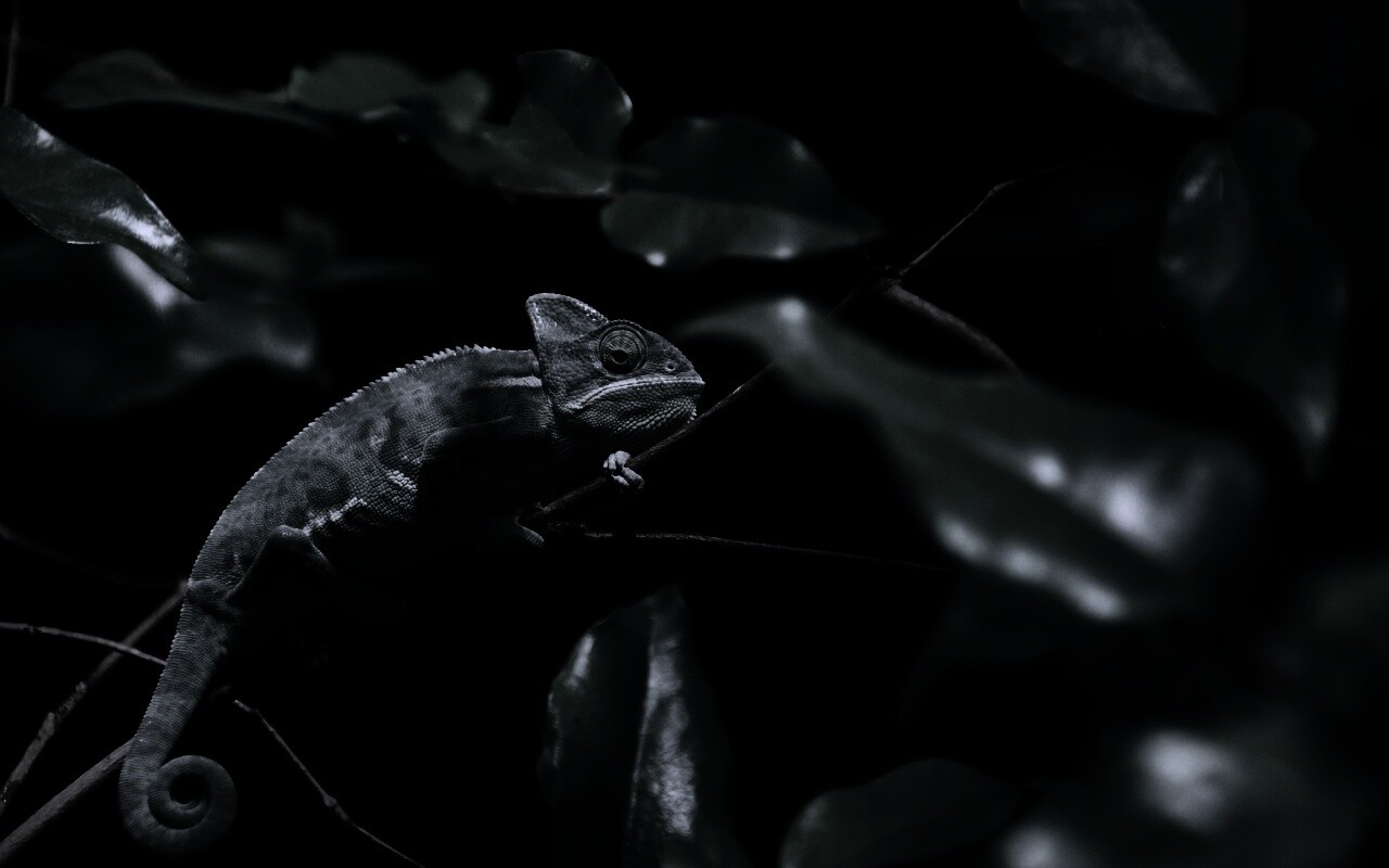 Хамелеон в листве обои