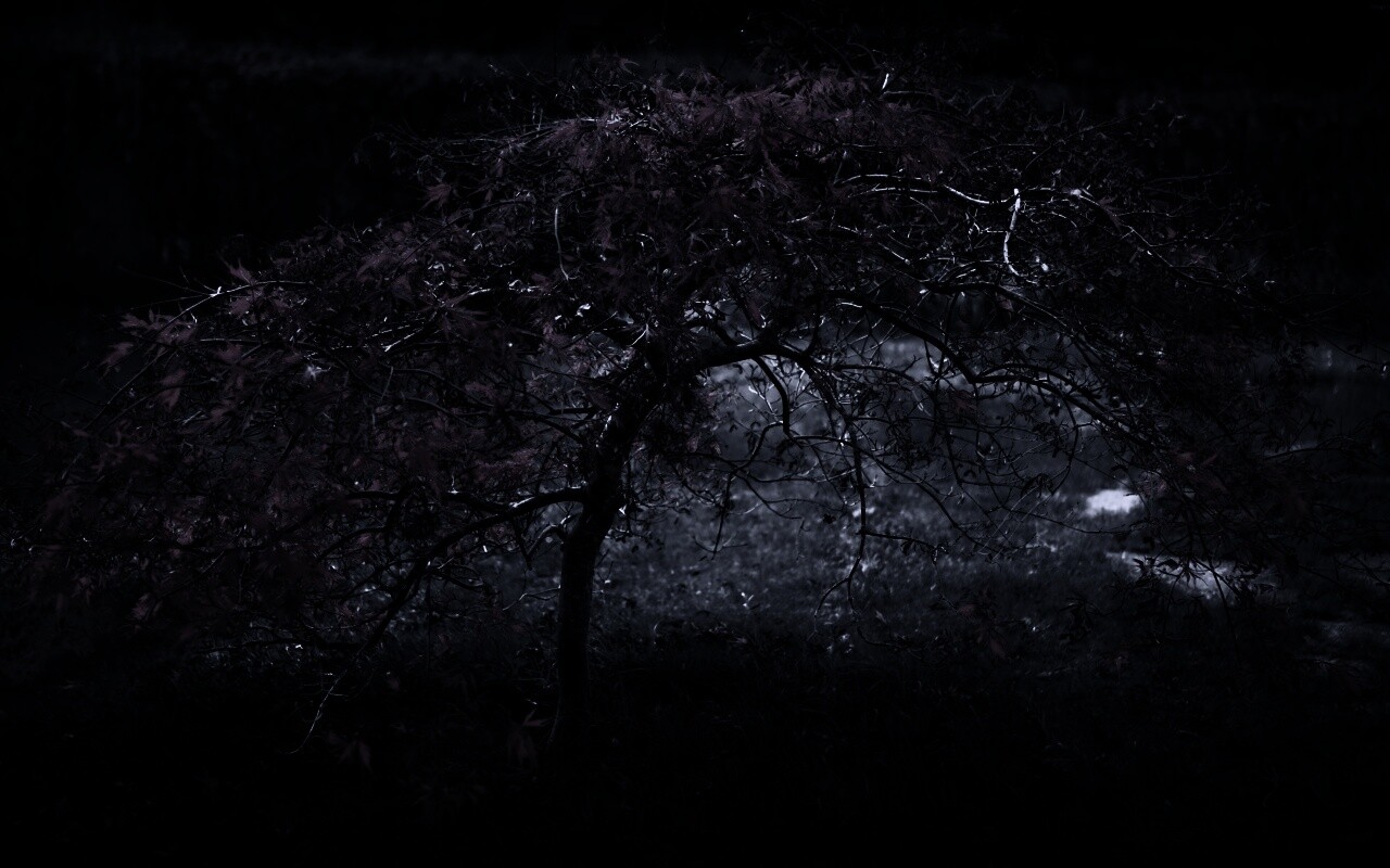 Розовое дерево обои