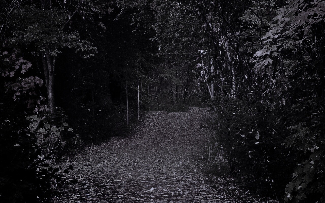 Дорожка в осеннем лесу обои