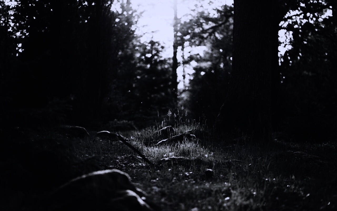 Лето в лесу обои