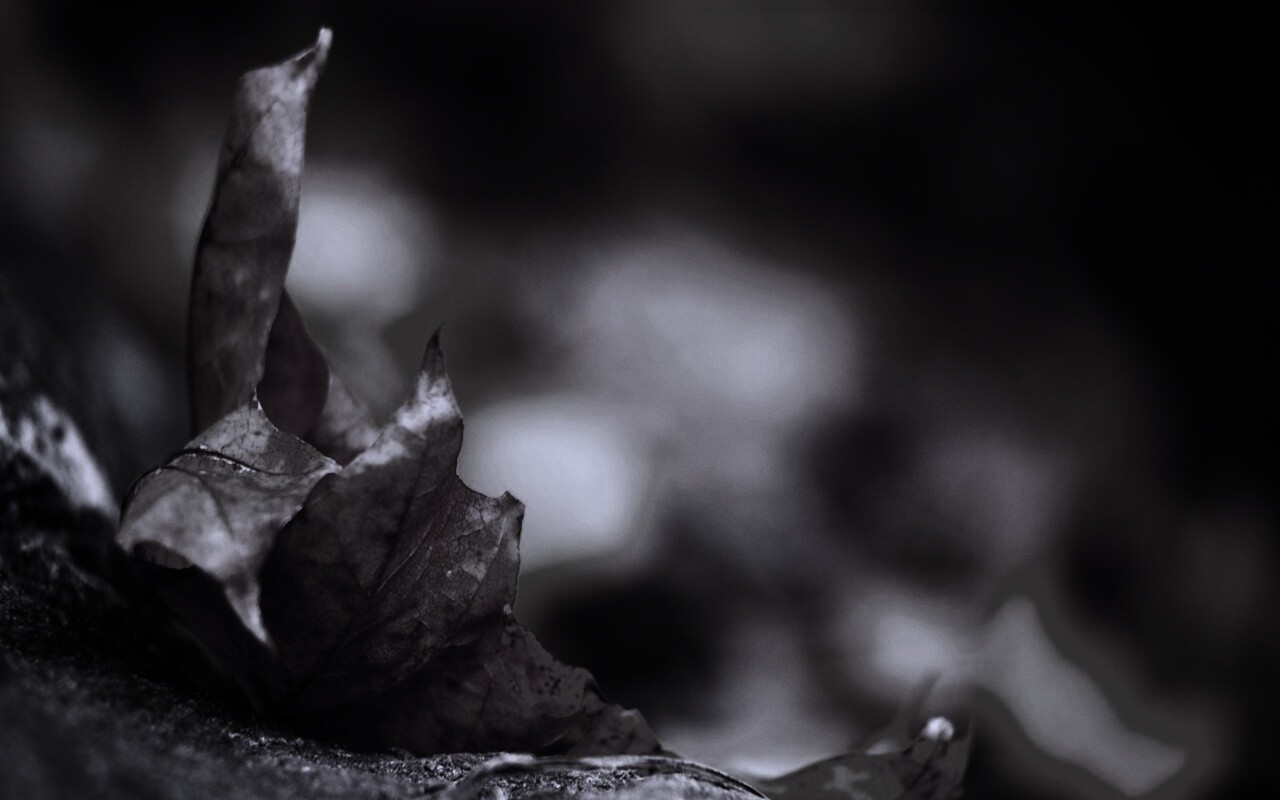 Пламенеющий осенний лист обои