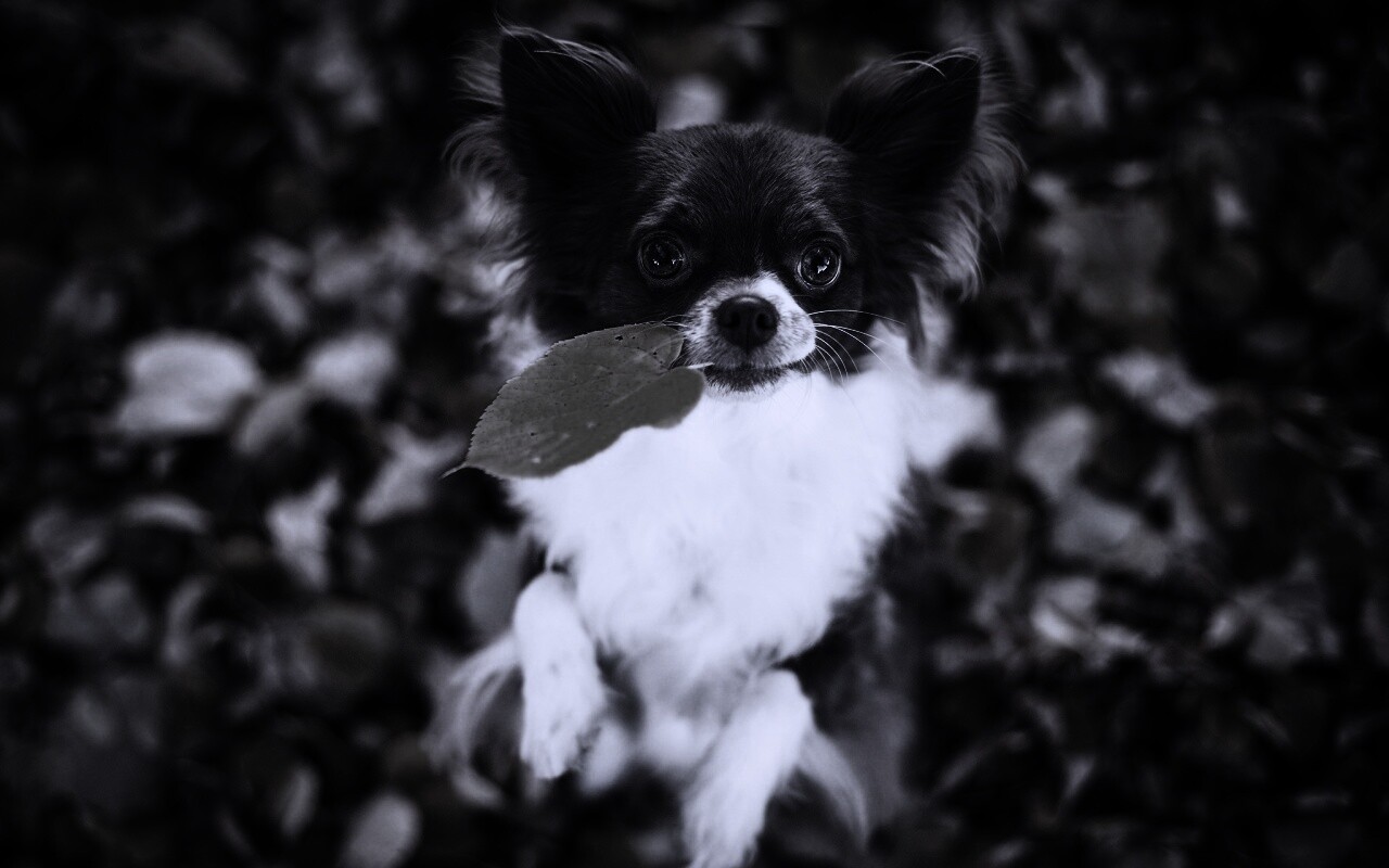 Собачка с листиком в зубах обои