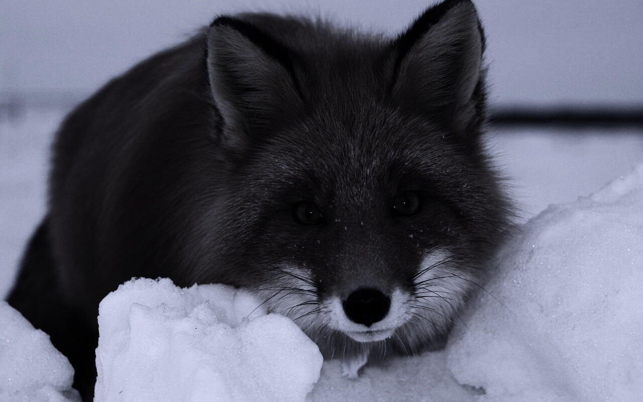 Рыжая лиса в снегу обои