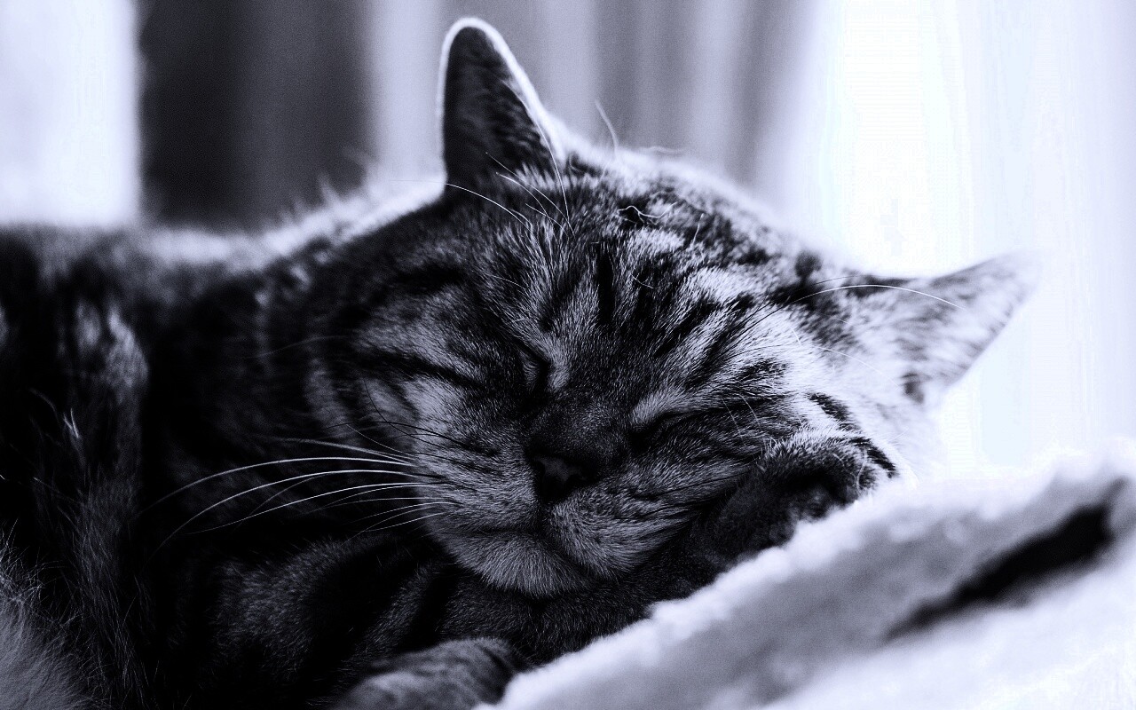 Спящий кошак обои