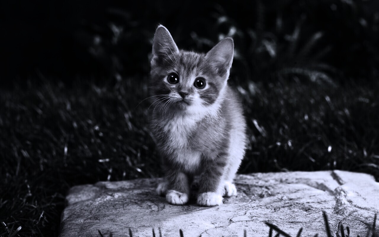 Котенок в саду обои