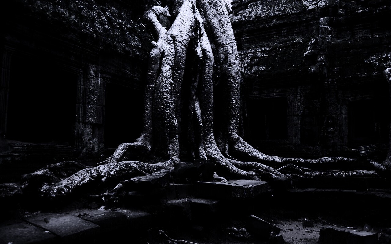 Мощные корни обои