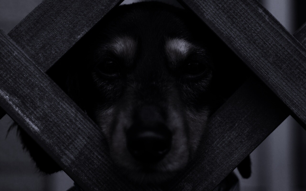 Мордочка в заборе обои