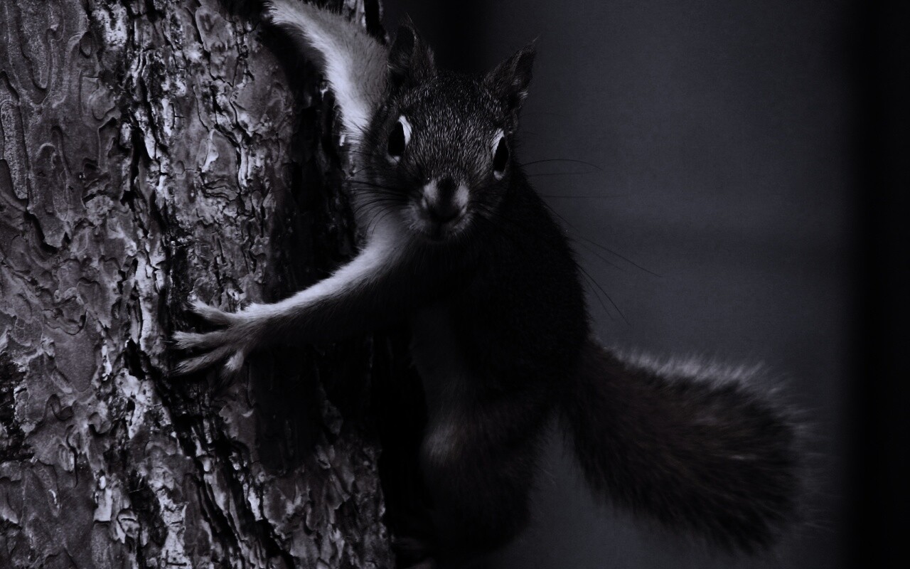 Белка на дереве обои