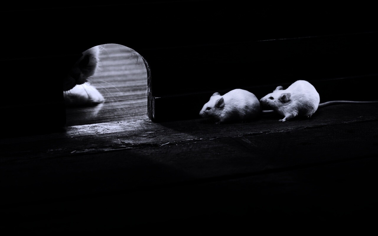 Кошки - мышки обои