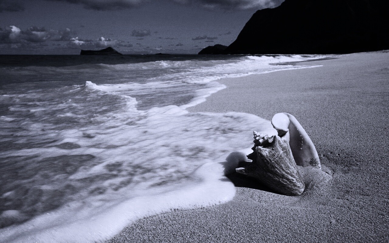 Морская раковина обои