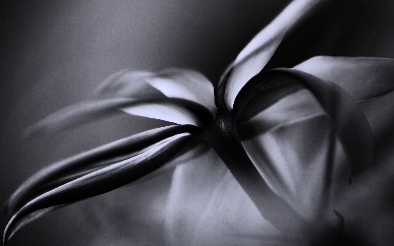 Цветок обои