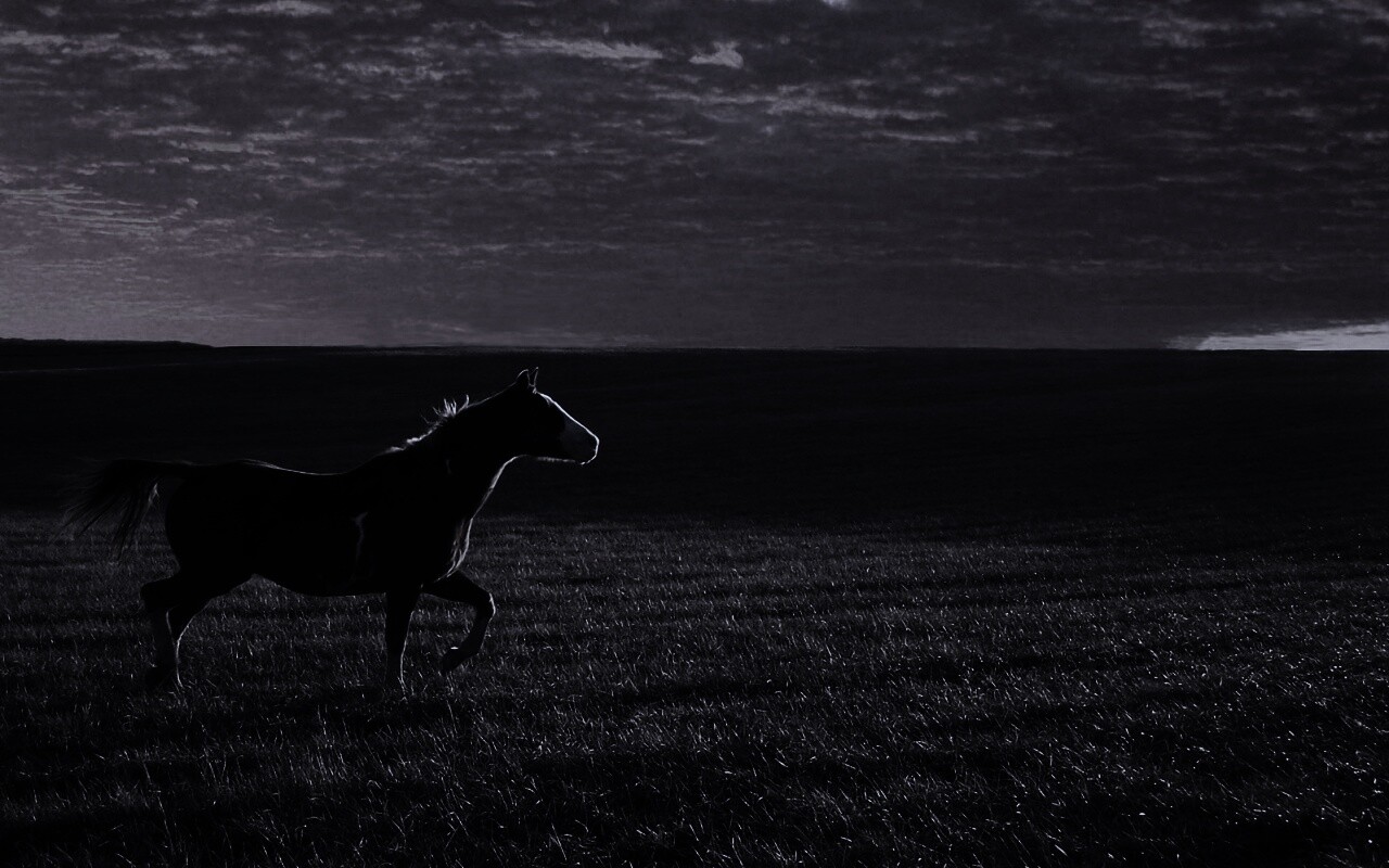 Мустанг обои