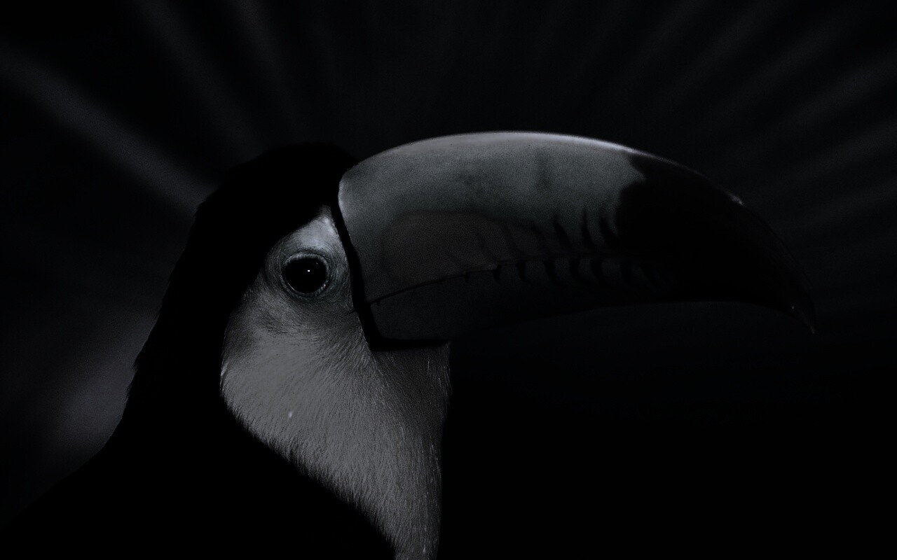 Грустный желтогрудый тукан обои