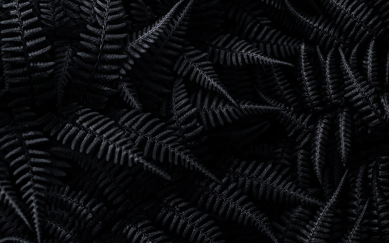 Папоротник обои