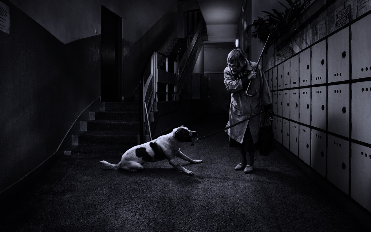 Непослушная собака обои