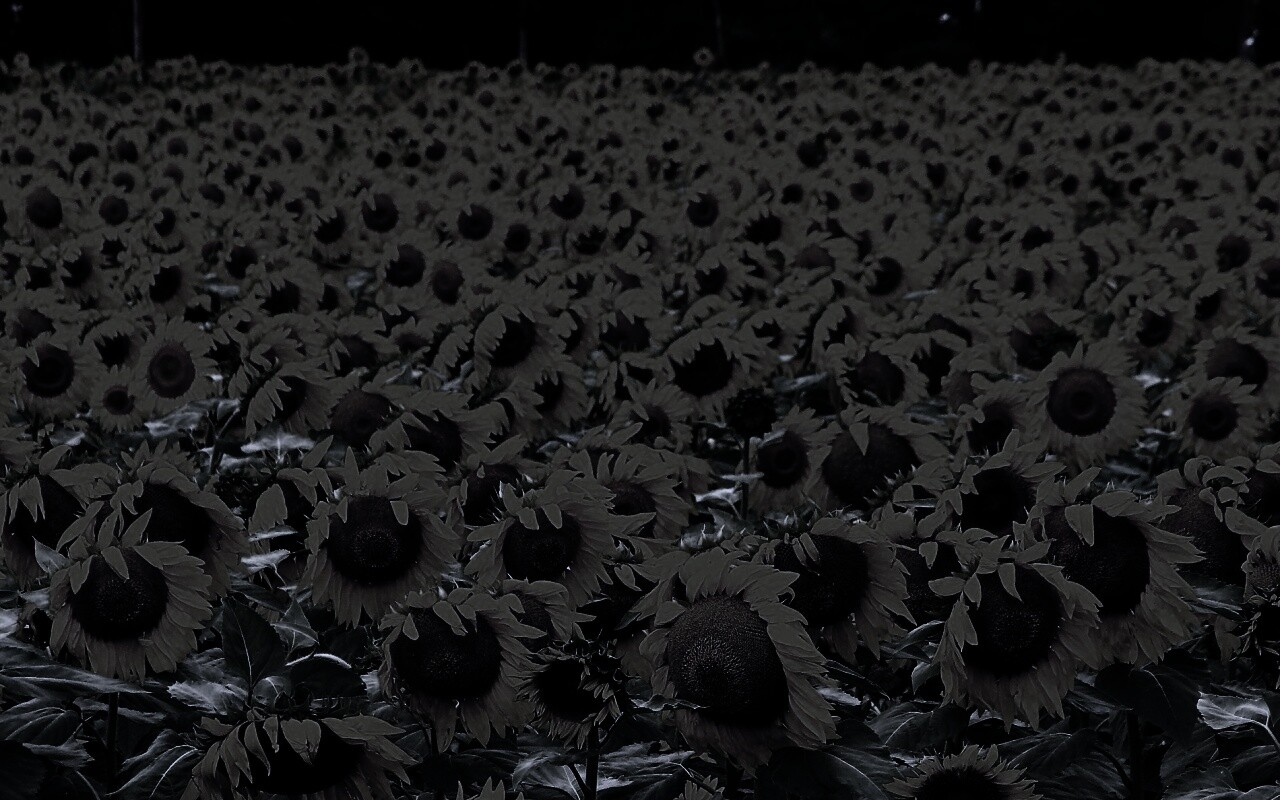 Поле подсолнухов обои