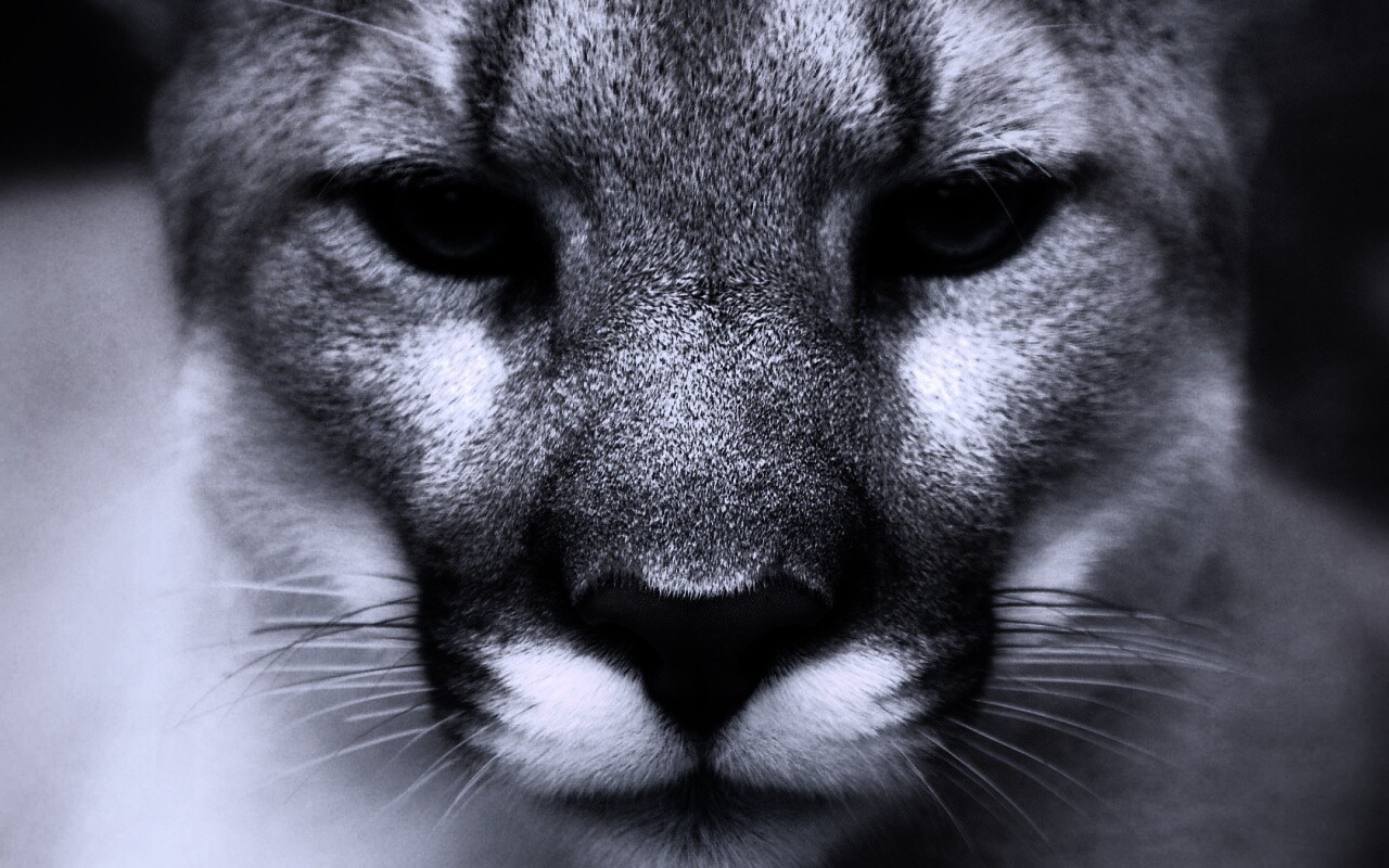 Взгляд большой кошки обои