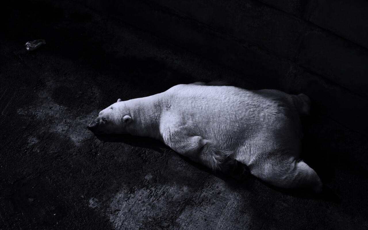 Мы можем их спасти обои