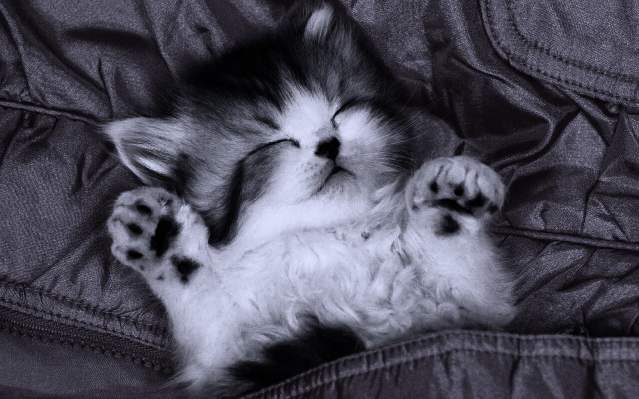 Котенок на розовой куртке обои