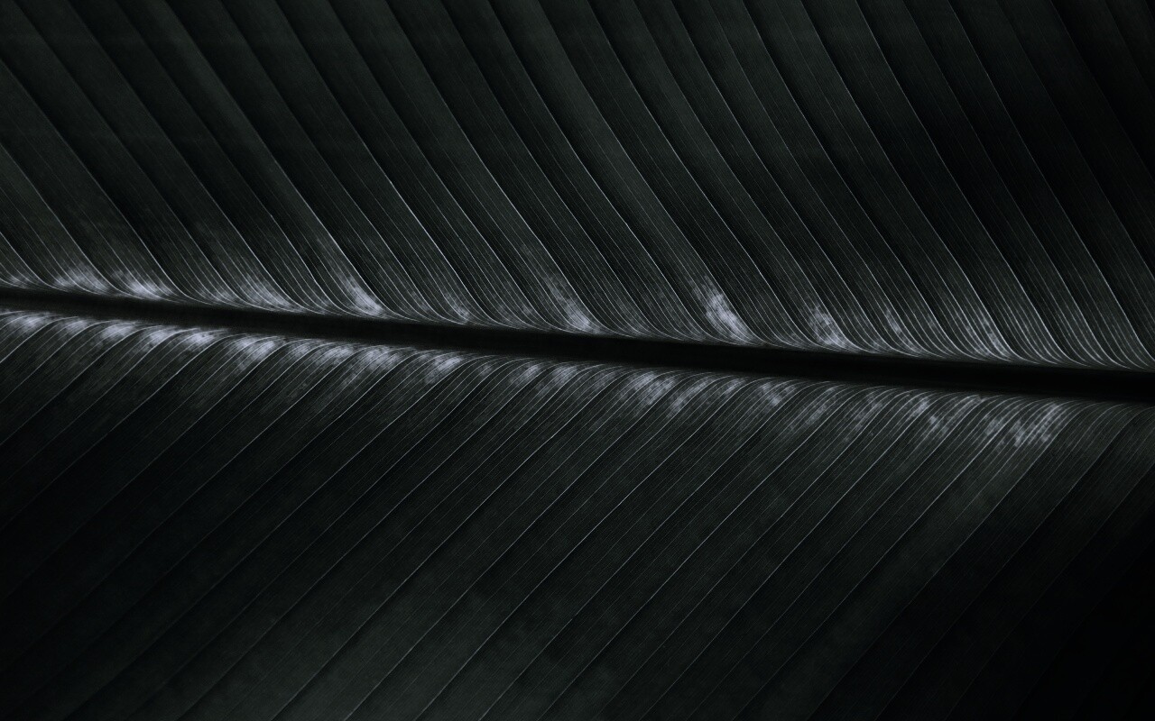 Пальмовый лист на солнце обои