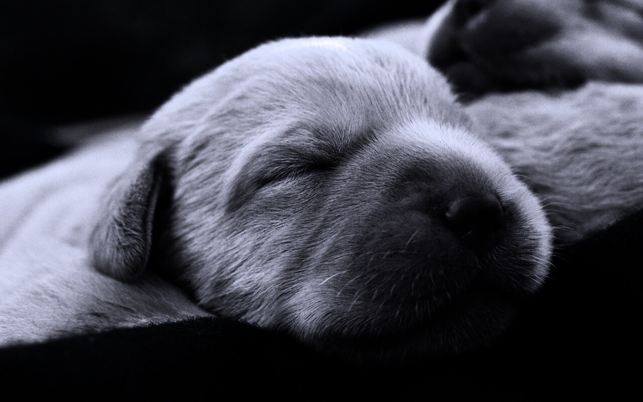 Мордочки симпатичных щенков обои