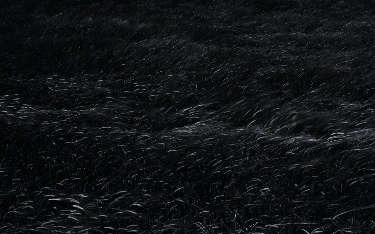 Колышущаяся трава обои