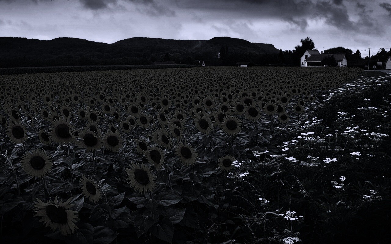 Живописное поле подсолнухов обои